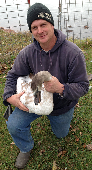 OUR SWAN guy, Randy Sharping, of Pukwana catches the young swan.