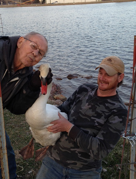    LOCAL SWAN steward Charlie Knigge kisses the surviving swan goodbye as our “swan guy” holds onto him.