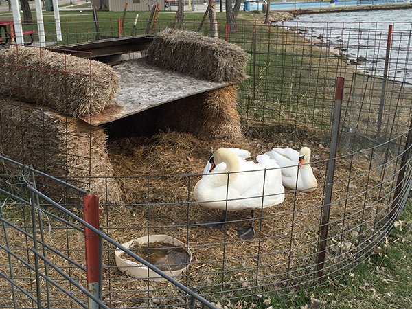     THE NEW pair of swans arrived Monday and are using the next week to get used to their unfamiliar surroundings. They will be left in their nesting pen until they get acclimated.